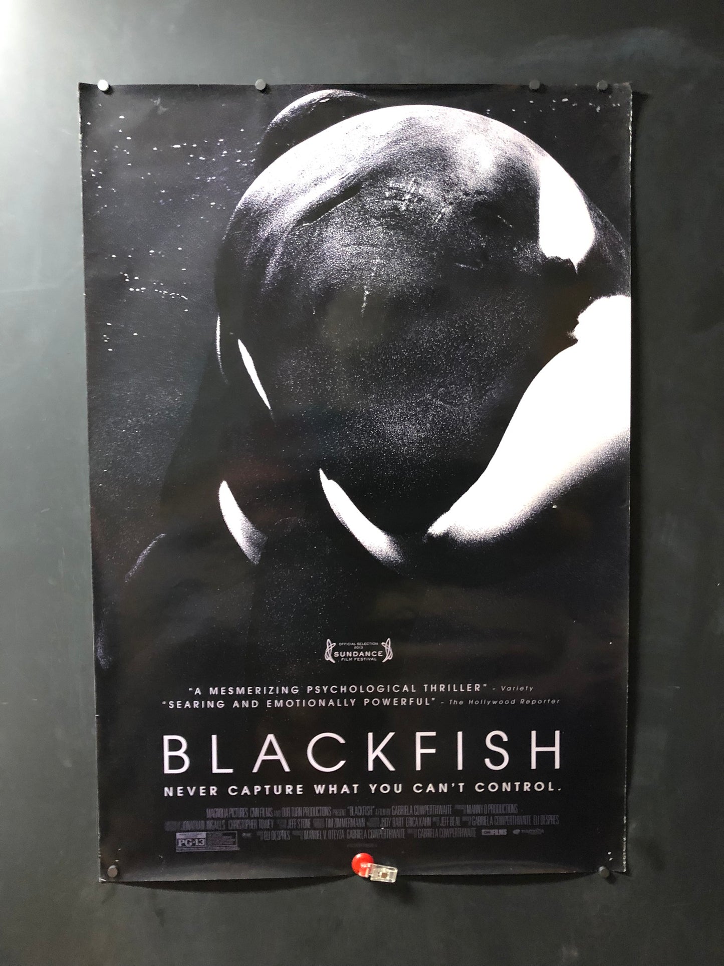 Blackfish